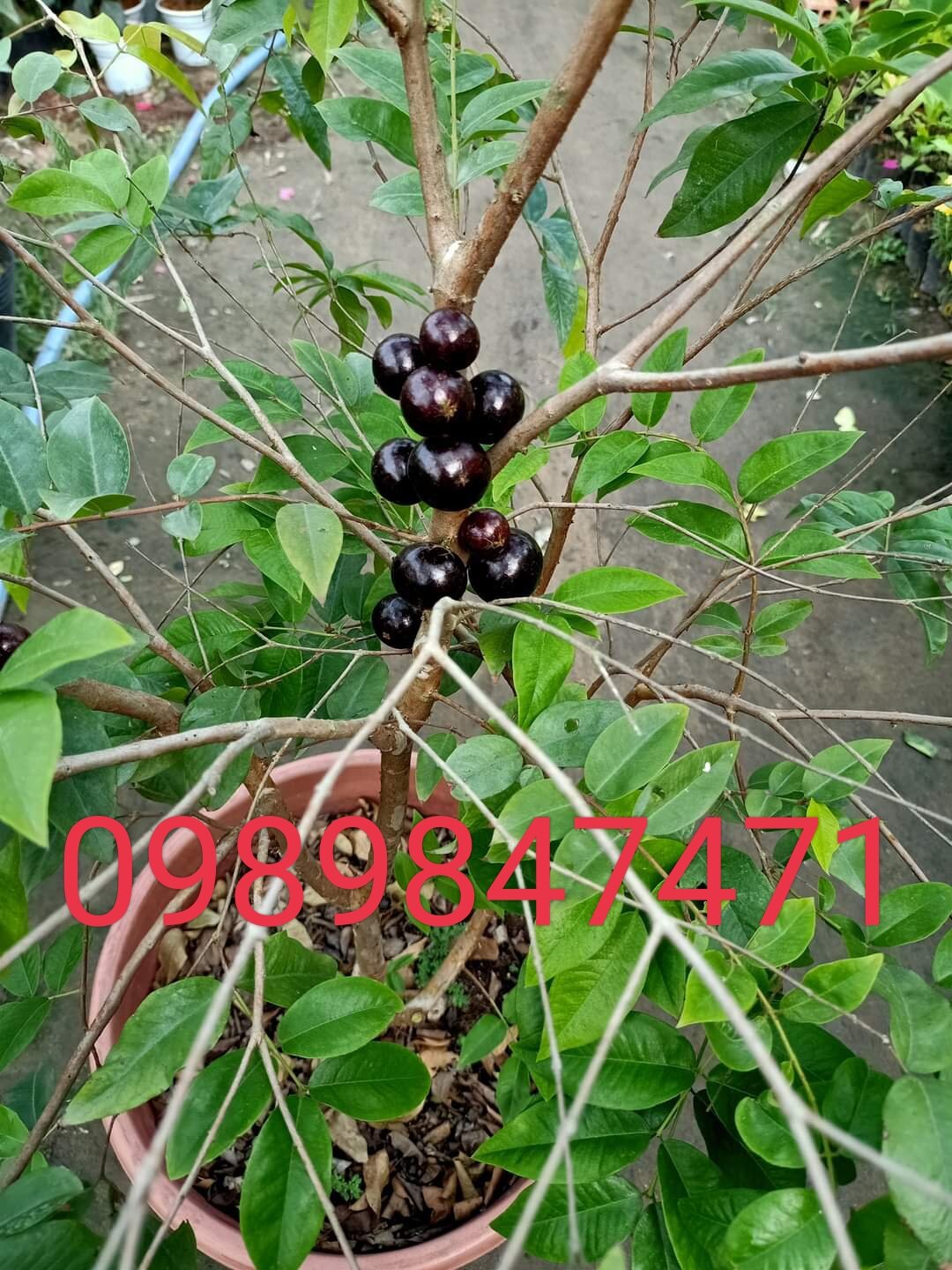 Nho thân gỗ tứ quý chuẩn giống