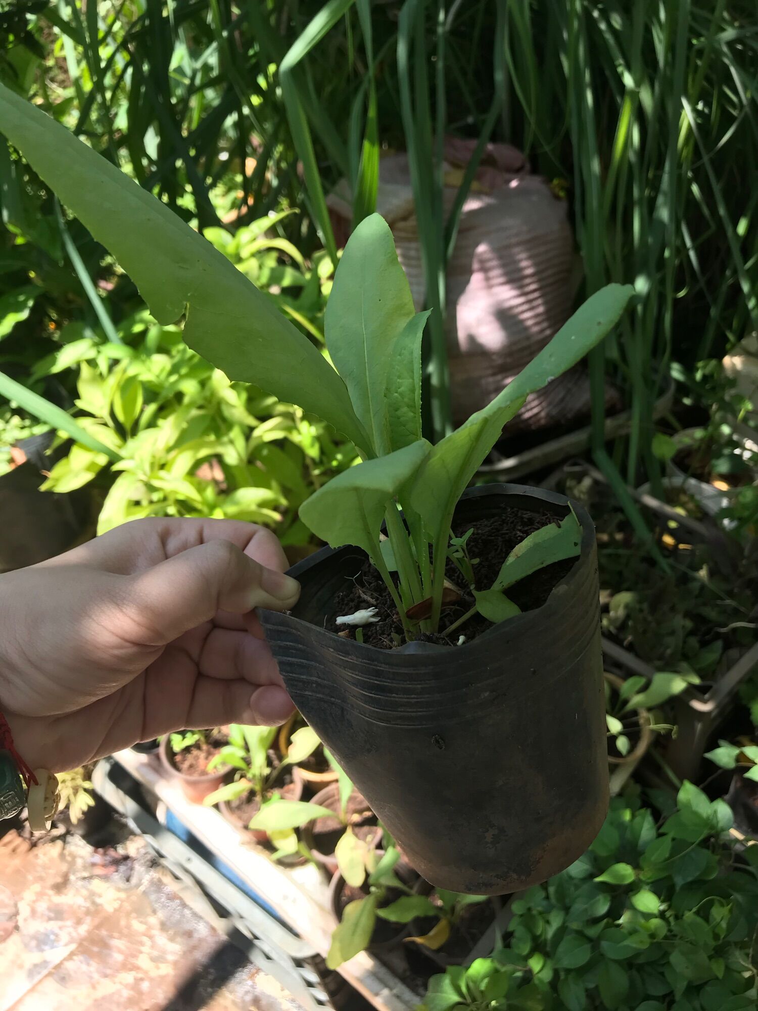 Cây giống Bồ công anh lá to