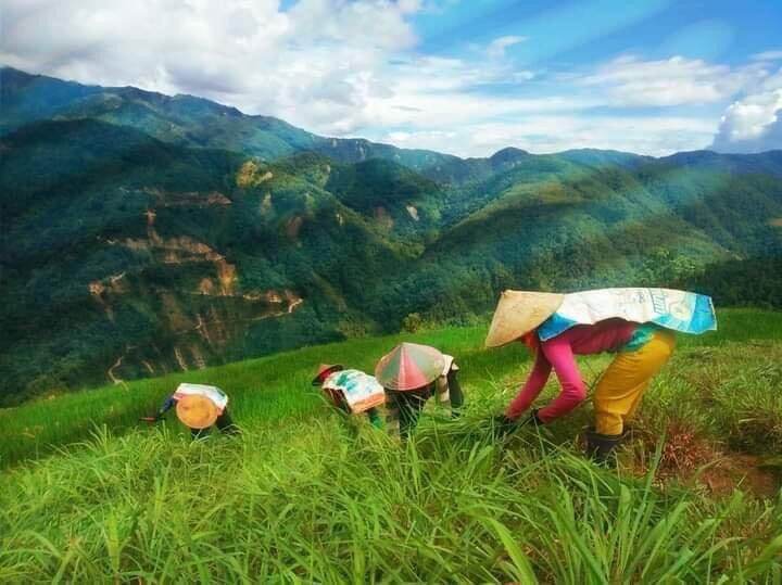 Tinh dầu sả Java Mường Tè- Lai Châu nguyên chất