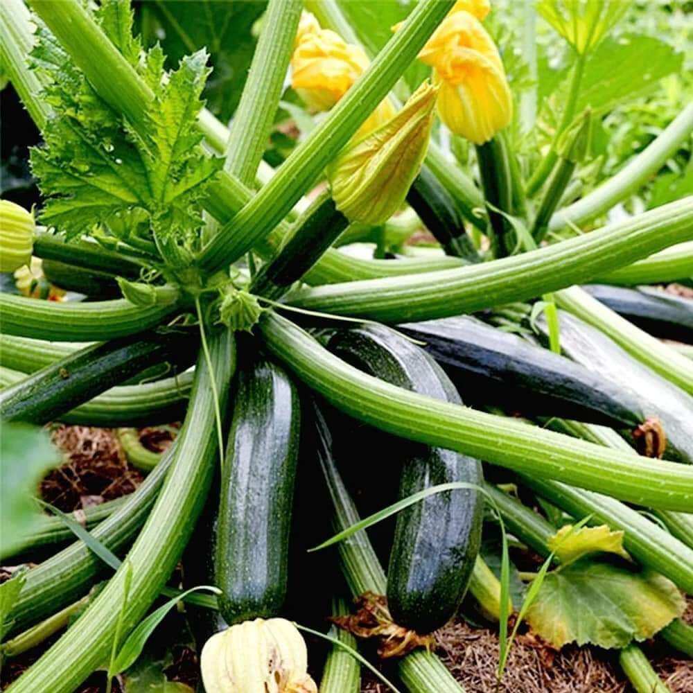 Hạt Giống Bí Ngòi Quả Xanh