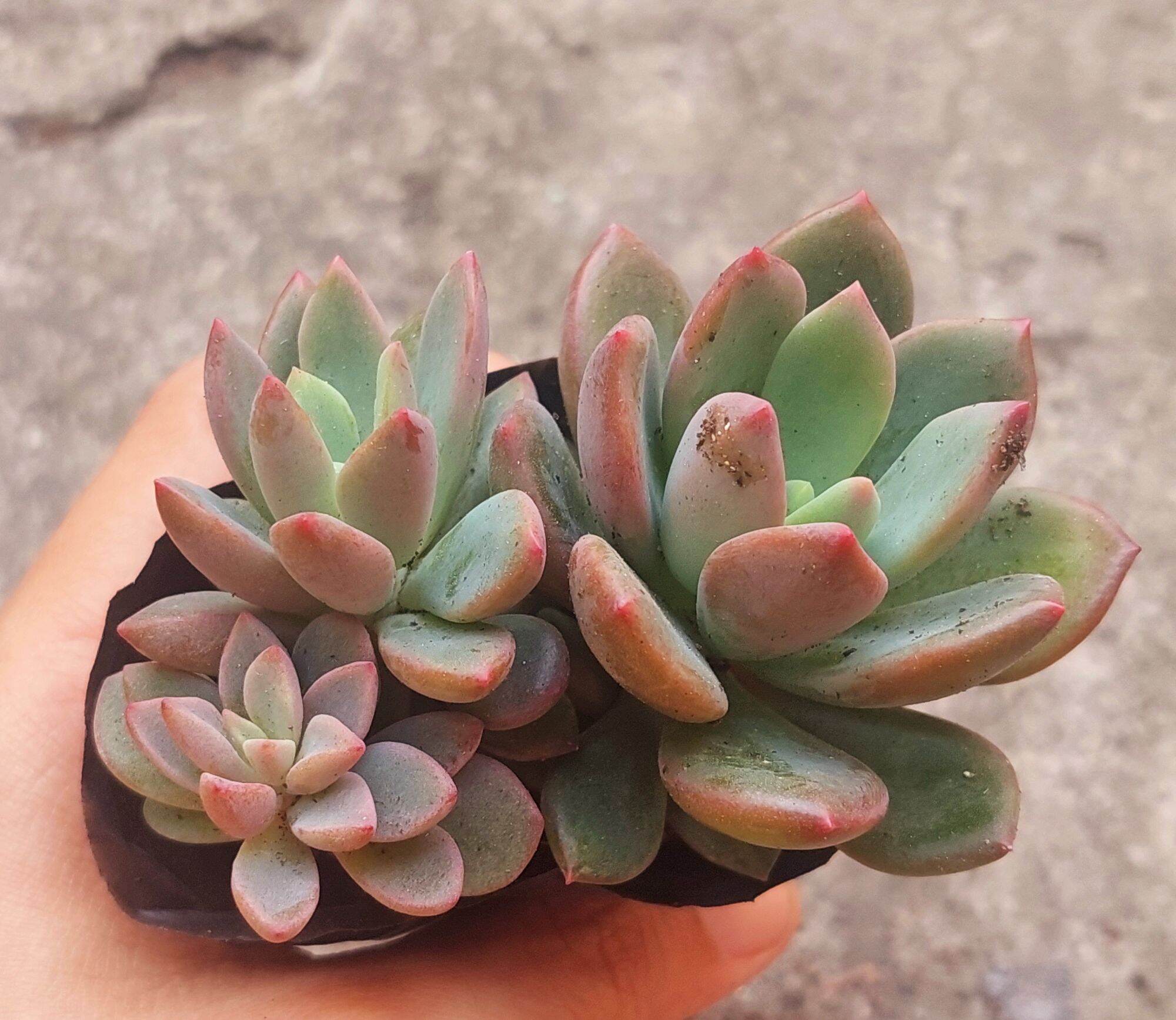 Sen đá aurora gem size bầu 5-6cm