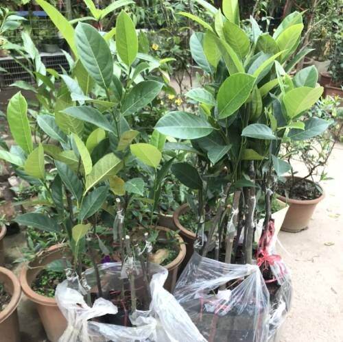 CÂY GIỐNG MÍT THÁI RUỘT ĐỎ SƠ ĐỎ SIÊU SỚM