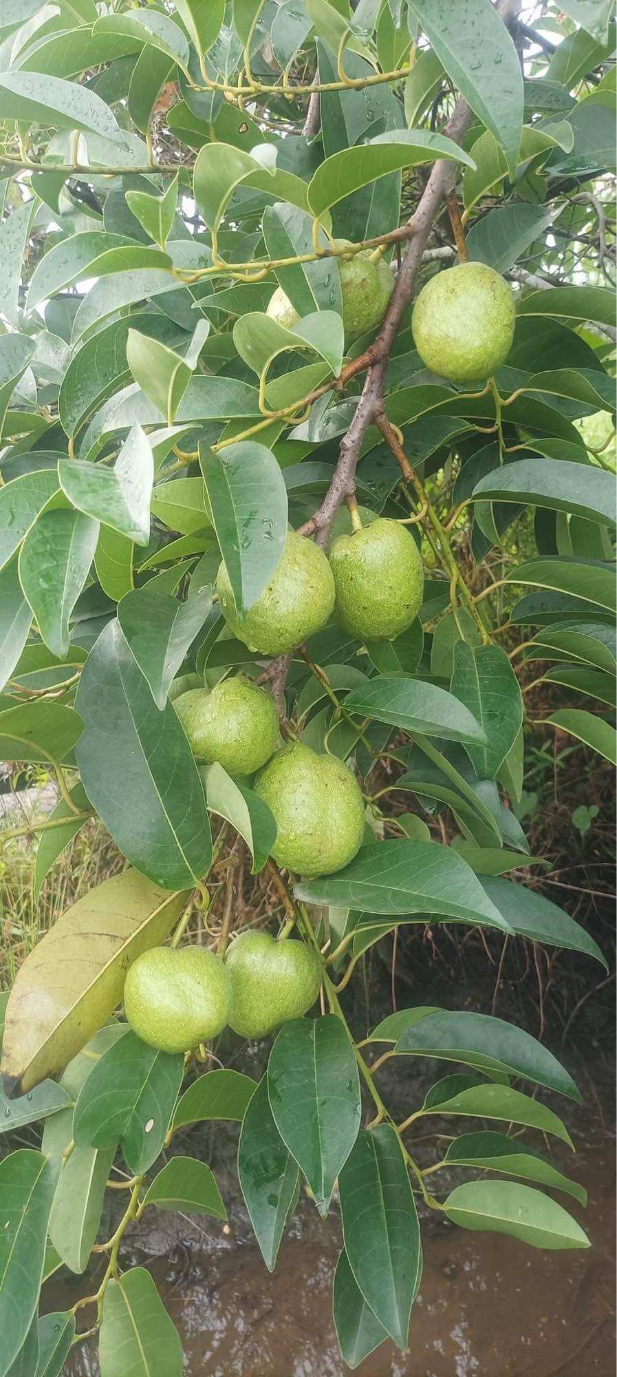 Cây giống bình bát bầu giống bình bát 2 cây