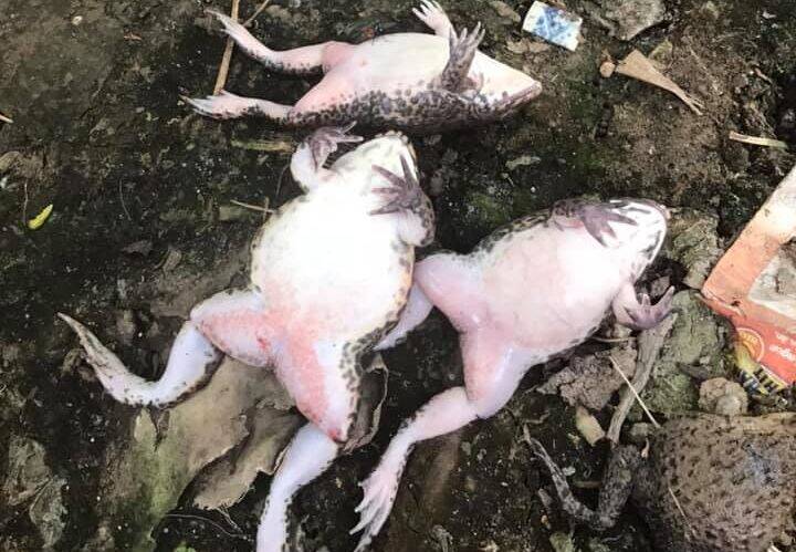 M1- ếch sình bụng, chướng hơi, lồi mắt