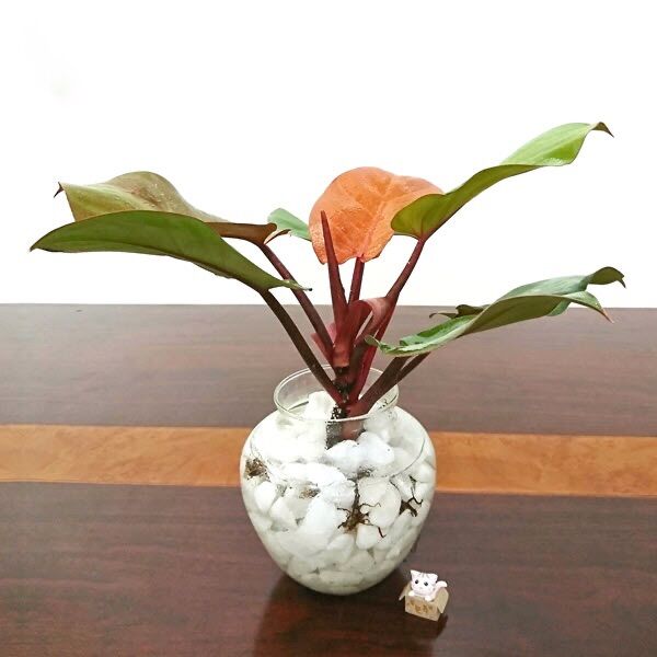 Cây trầu bà đế vương đỏ phong thuỷ - trồng thuỷ sinh được