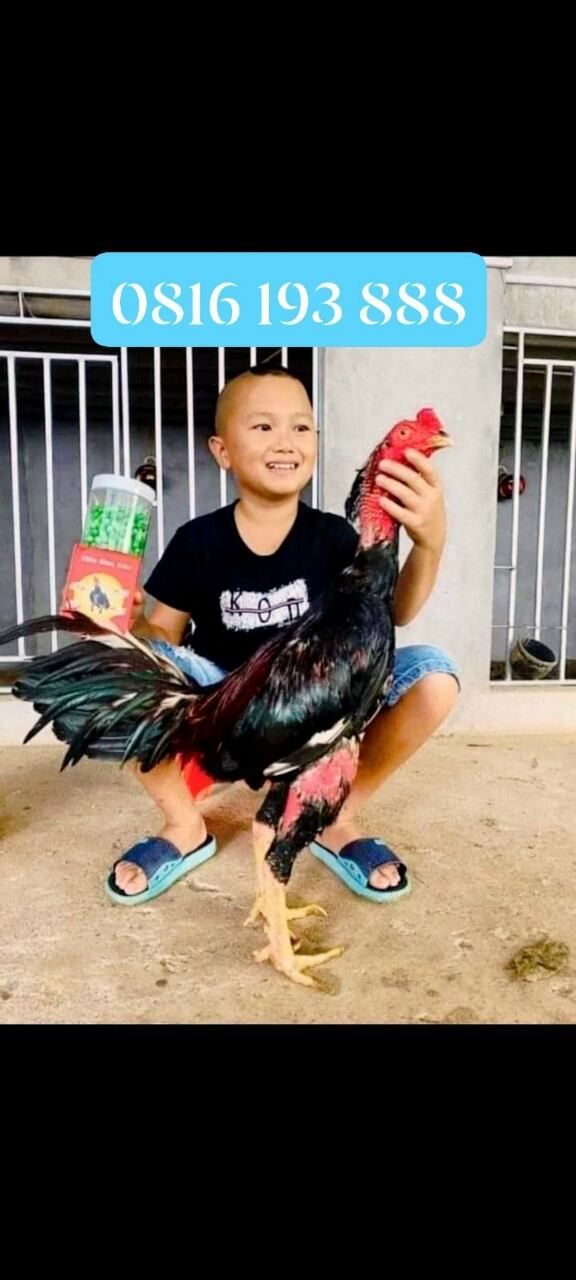 Tiên đan cóc ưu việt tặng kích lực trước đá