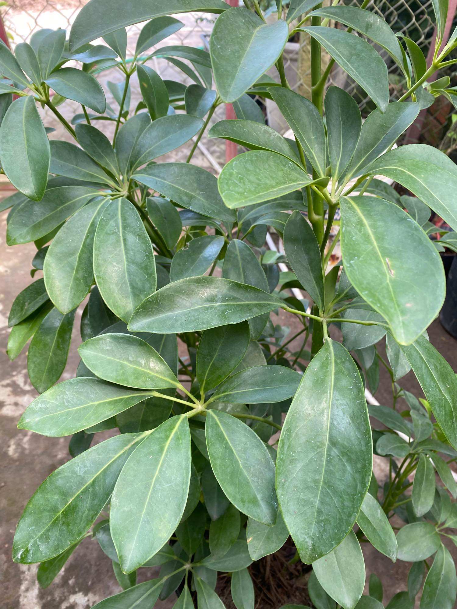 Chậu ngũ gia bì lớn