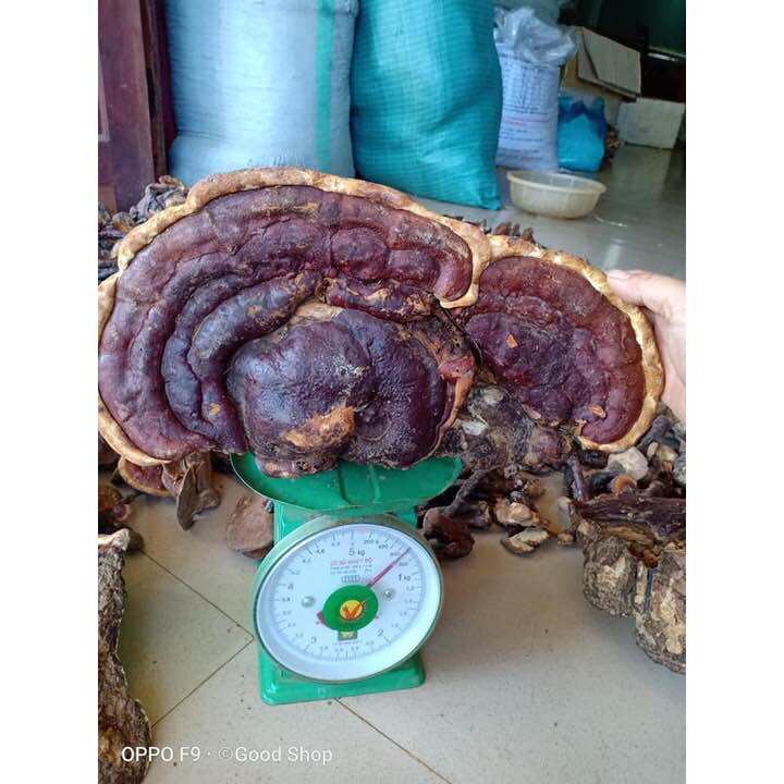 1kg nấm linh chi rừng hay nấm hồng chi