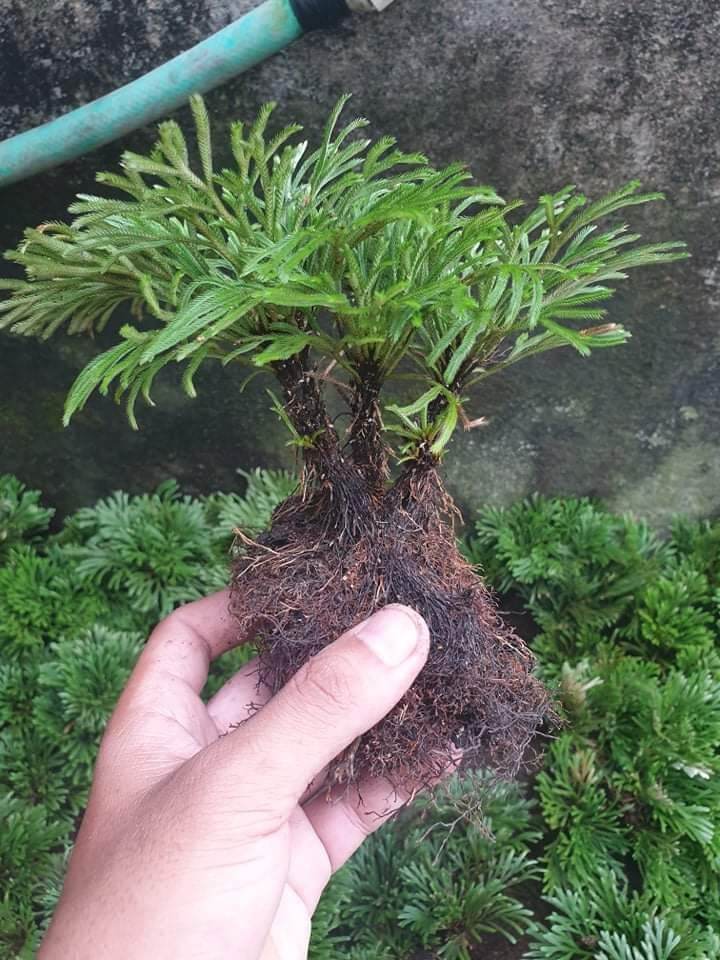 5 Cây Trường Sinh Thảo