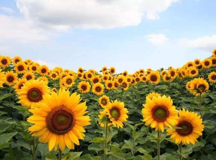 Hạt giống hướng dương cắt cành