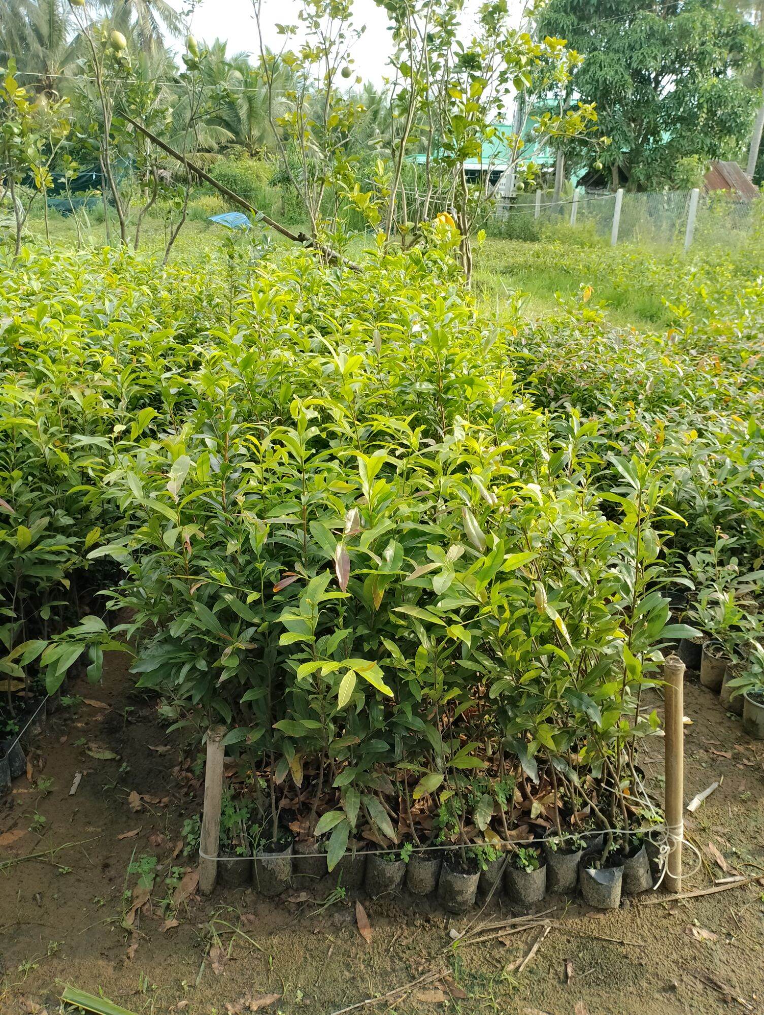 20 cây mai con quấn rễ cao từ 40 đến 60 cm