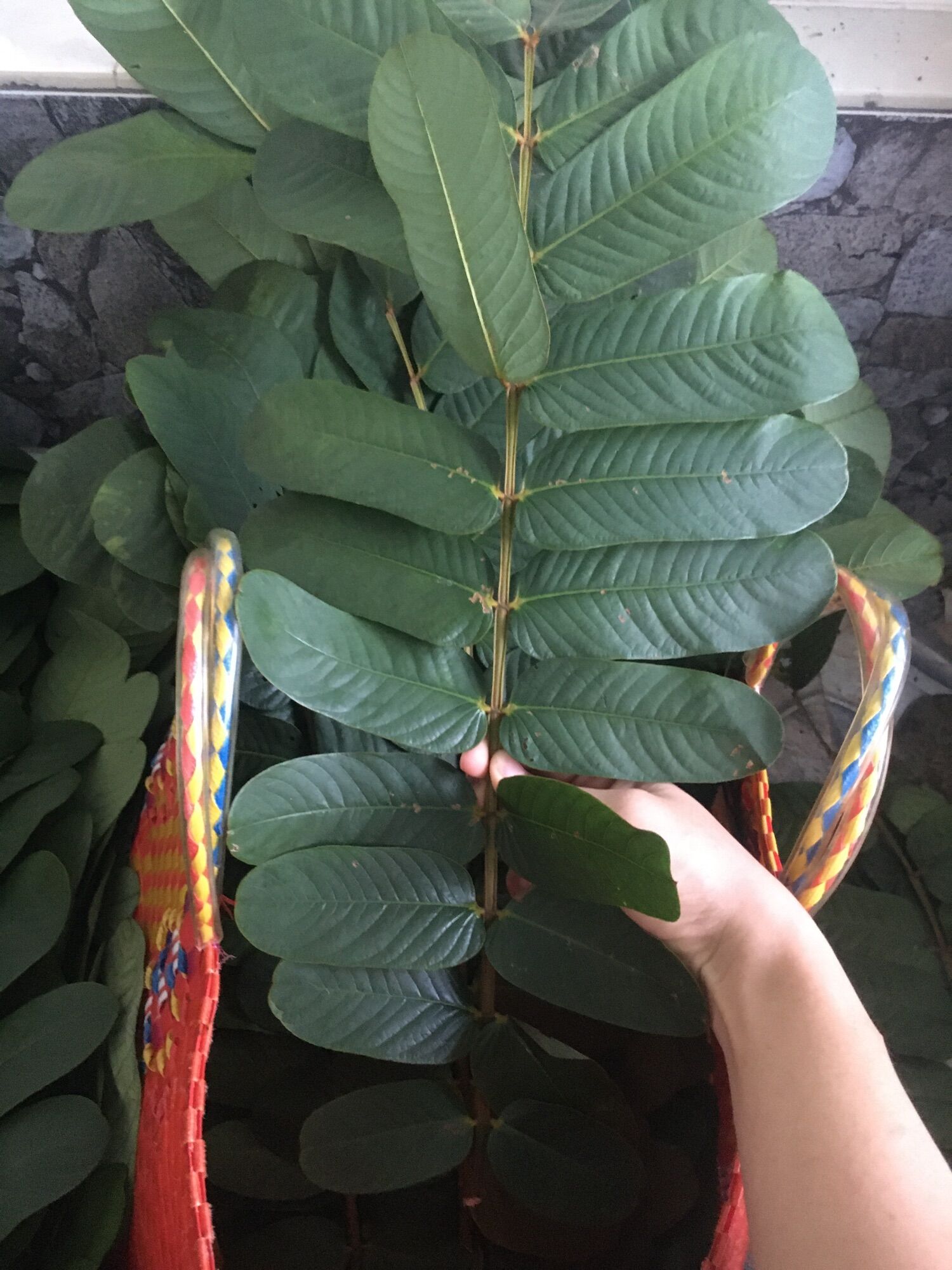 Lá muồng trâu 500gram, lá tươi như hình