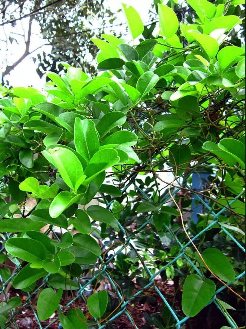 Hạt Lá Sâm Ta - Tỉ lệ lên mầm 100%