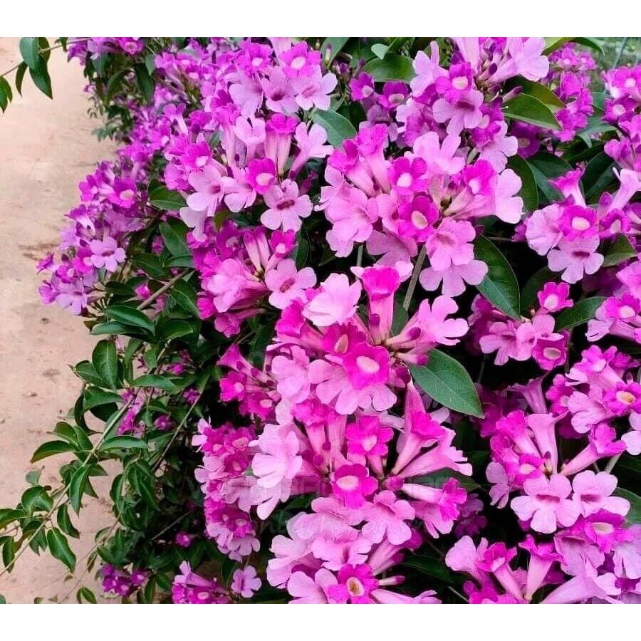 Cây giống hoa lan tỏi