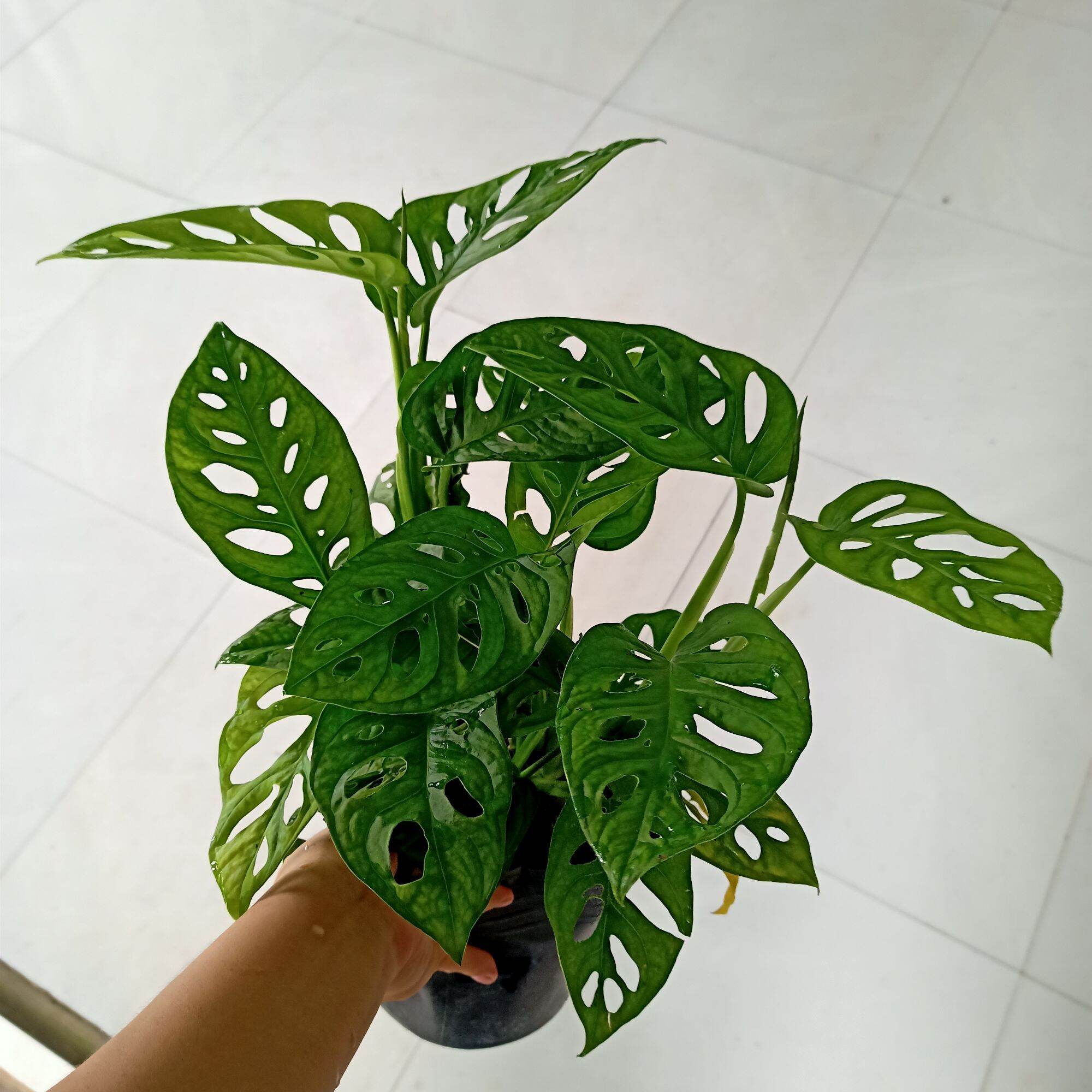 Cây trầu bà lỗ - Trầu bà cửa sổ - Summer Garden