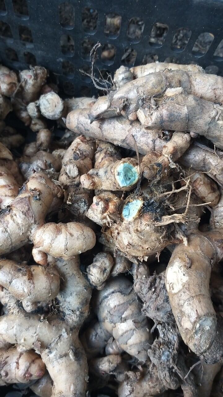 củ nghệ đen tươi 1kg