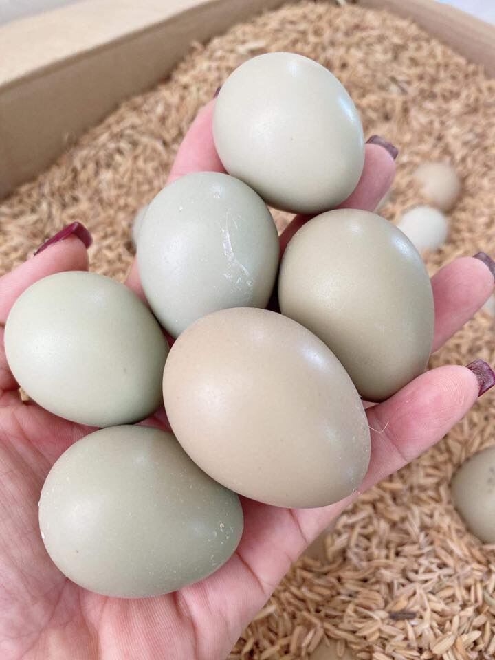 10 Trứng chim trĩ ấp nở con giống