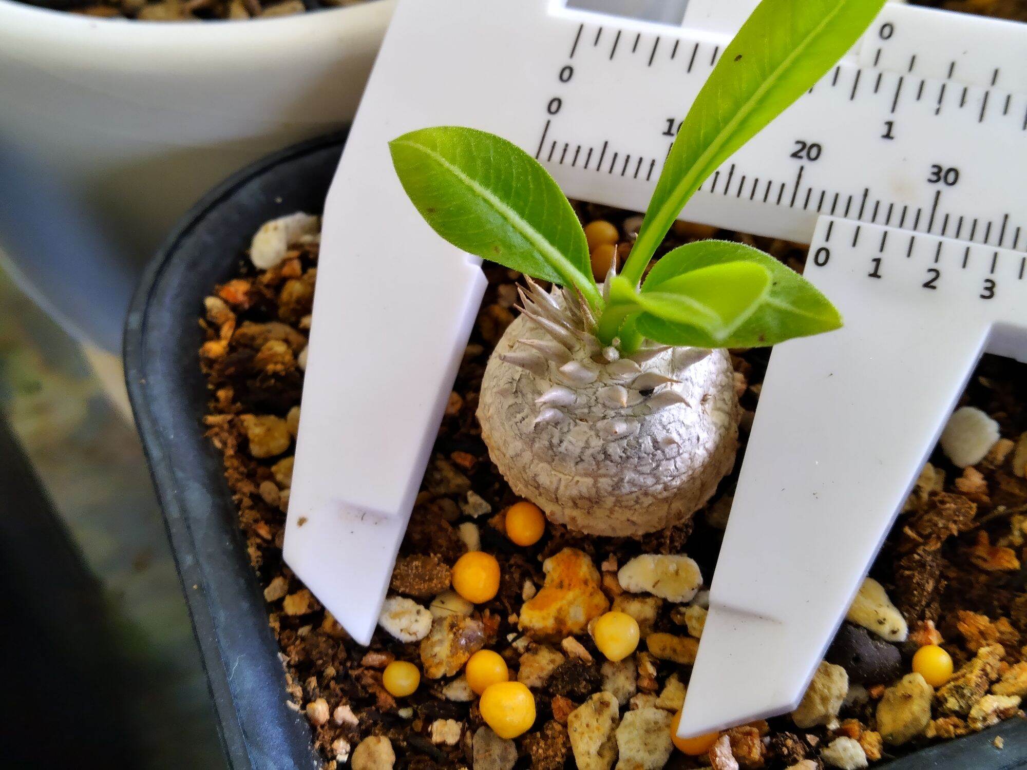 Mình bán cây sứ gai pachypodium brevicaule
