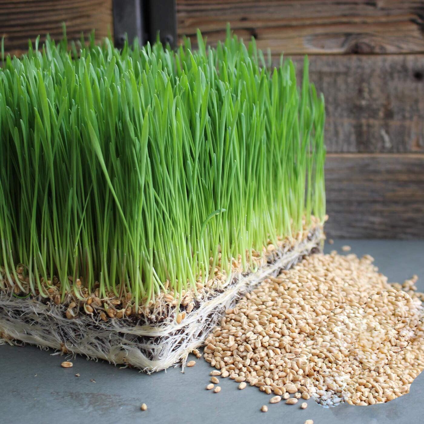 Hạt giống cỏ lúa mì 1kg