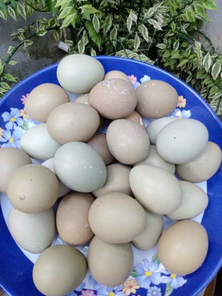 10 trứng chim trĩ ăn nhà nuôi