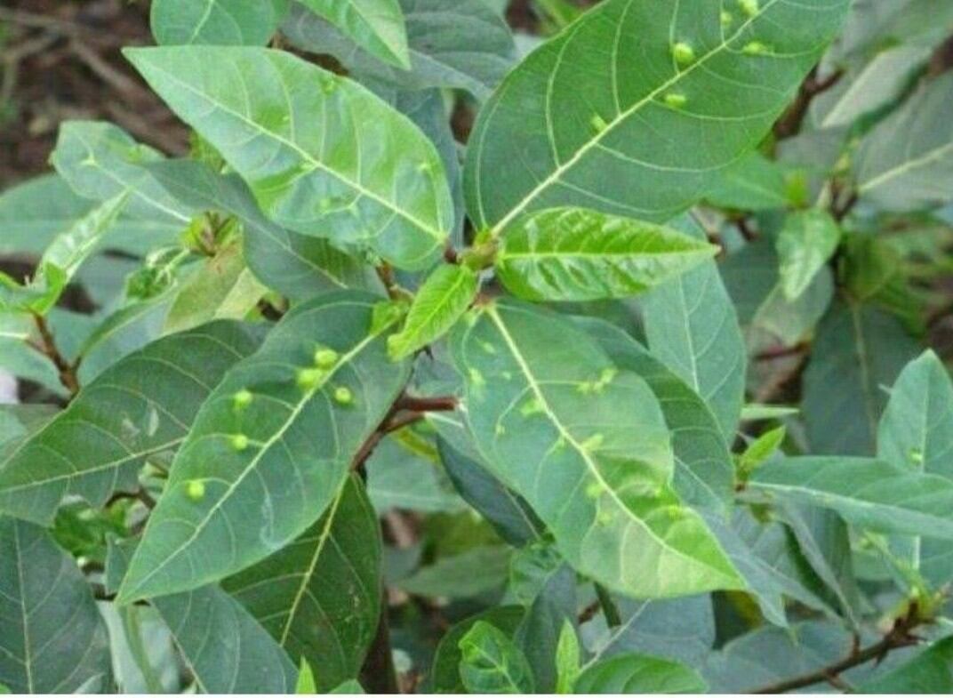 Lá sung sạch nhà trồng ogranic (500gr)