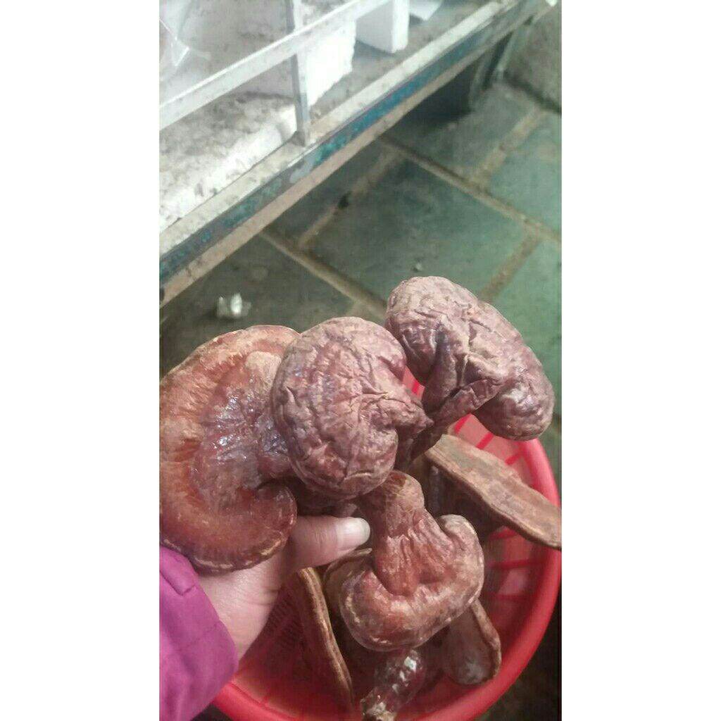 100g nấm linh chi đỏ