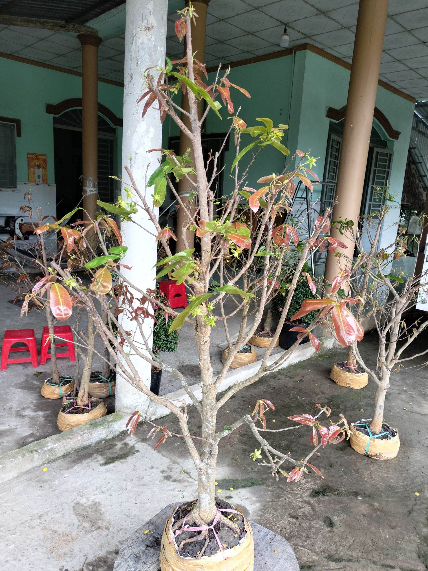 Mai vàng q17 tàng đều đế đẹp