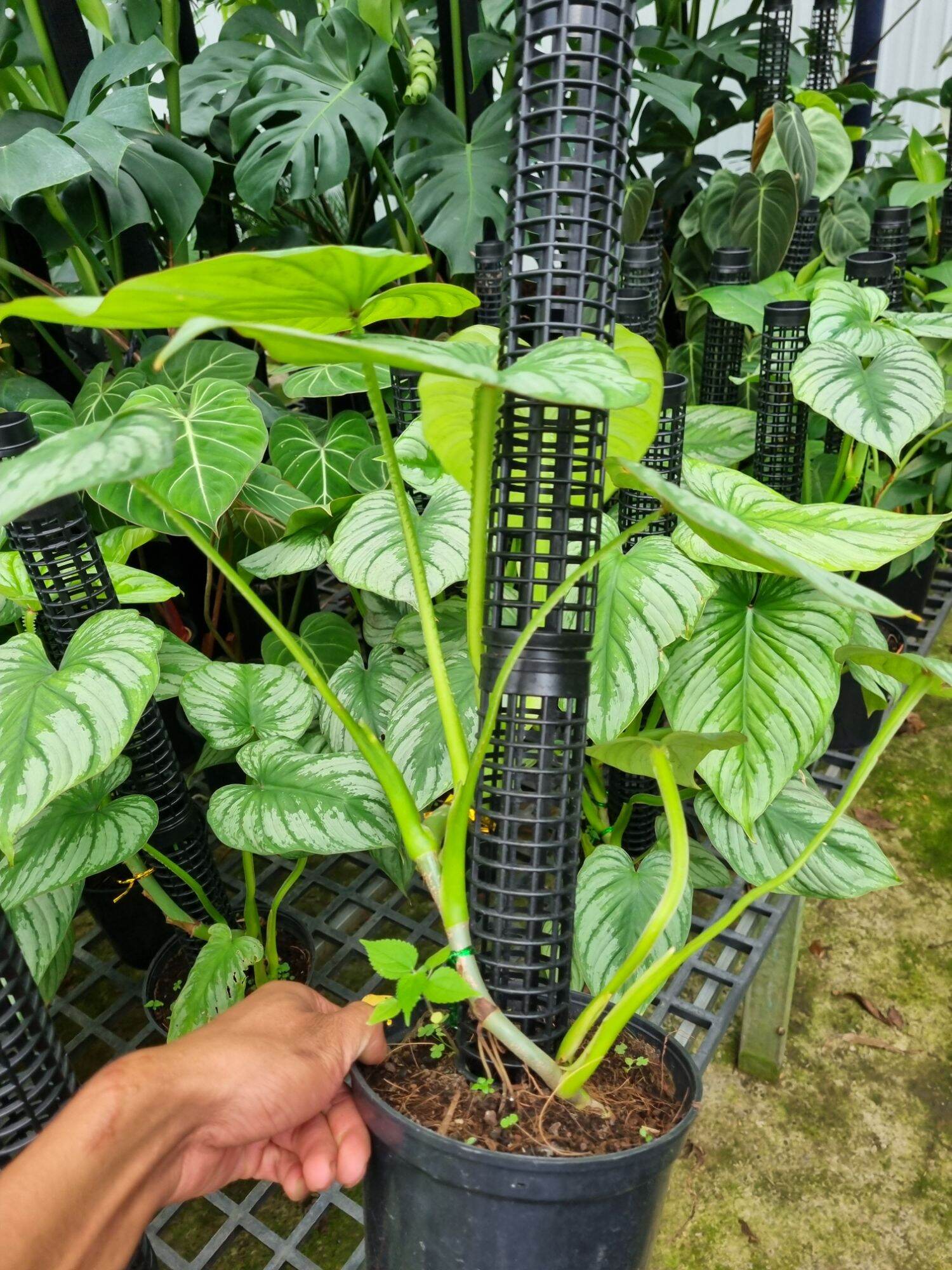 Cây Philodendron Mamei (cây size lớn)