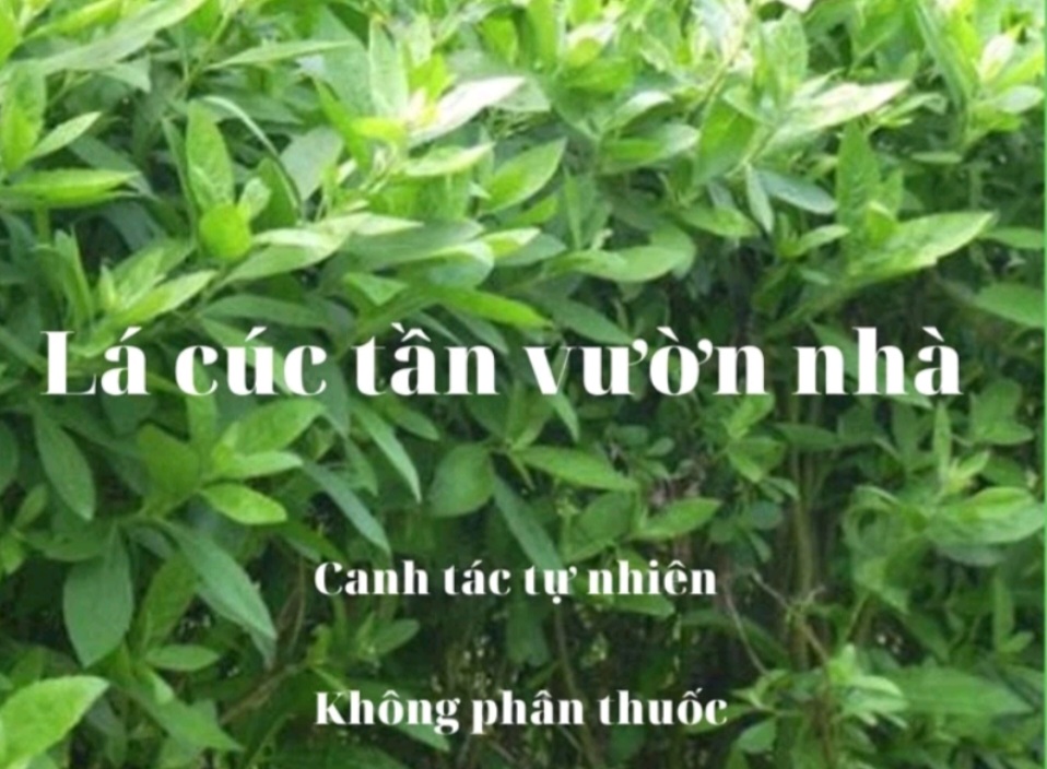 1 ký Thân Và Lá Cúc Tần Tươi ( Từ Bi )