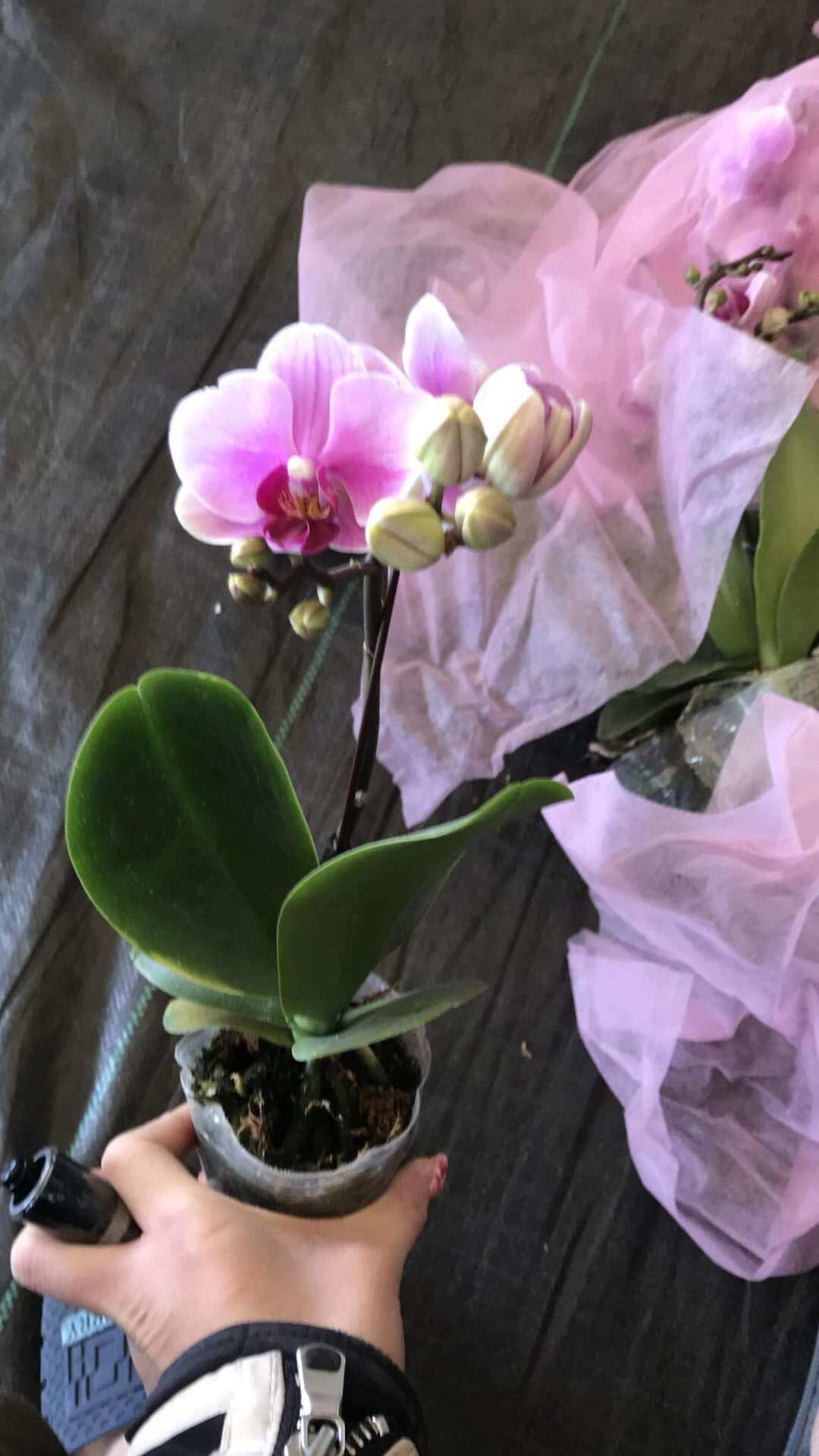 Combo 5 cây Lan Hồ Điệp đang ngồng hoa