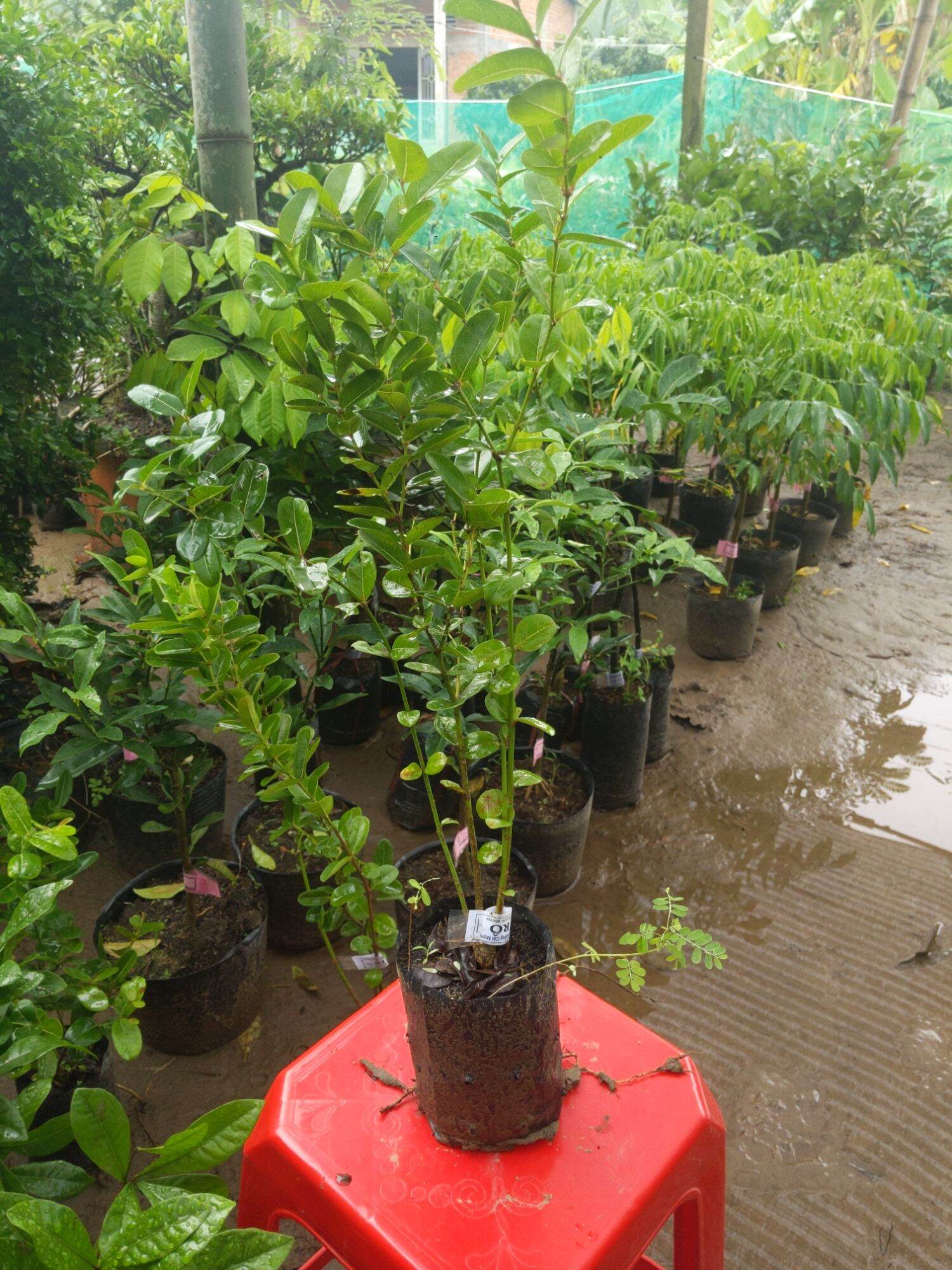 Cây giống Cây Sirô lớn