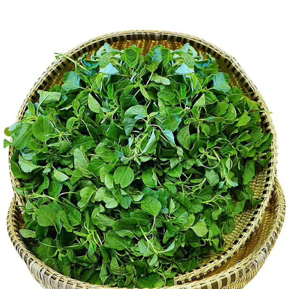 Hạt giống rau dền cơm 10gr