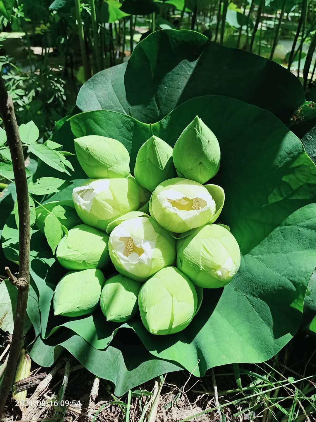 10 hạt giống sen bạch tuyết