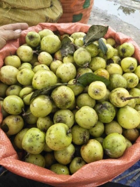 1kg quả táo mèo tươi