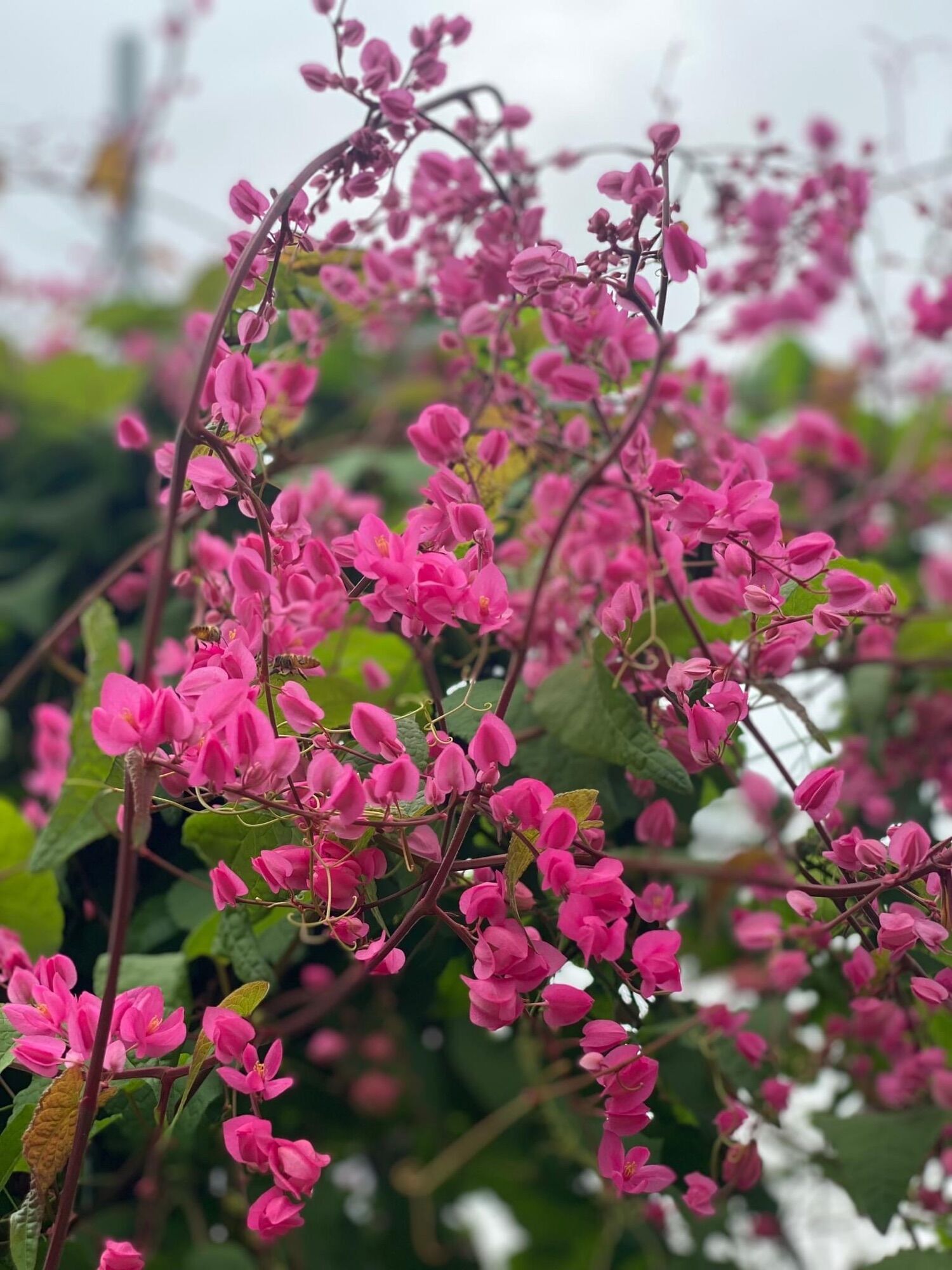 Cây giống hoa Tigon(1 bầu)