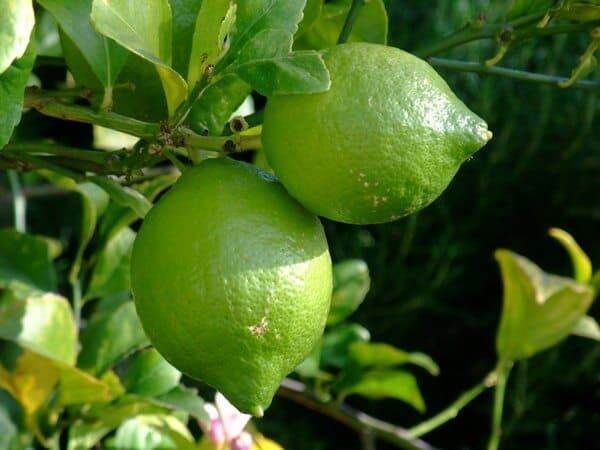 Cây Chanh Tứ Quý