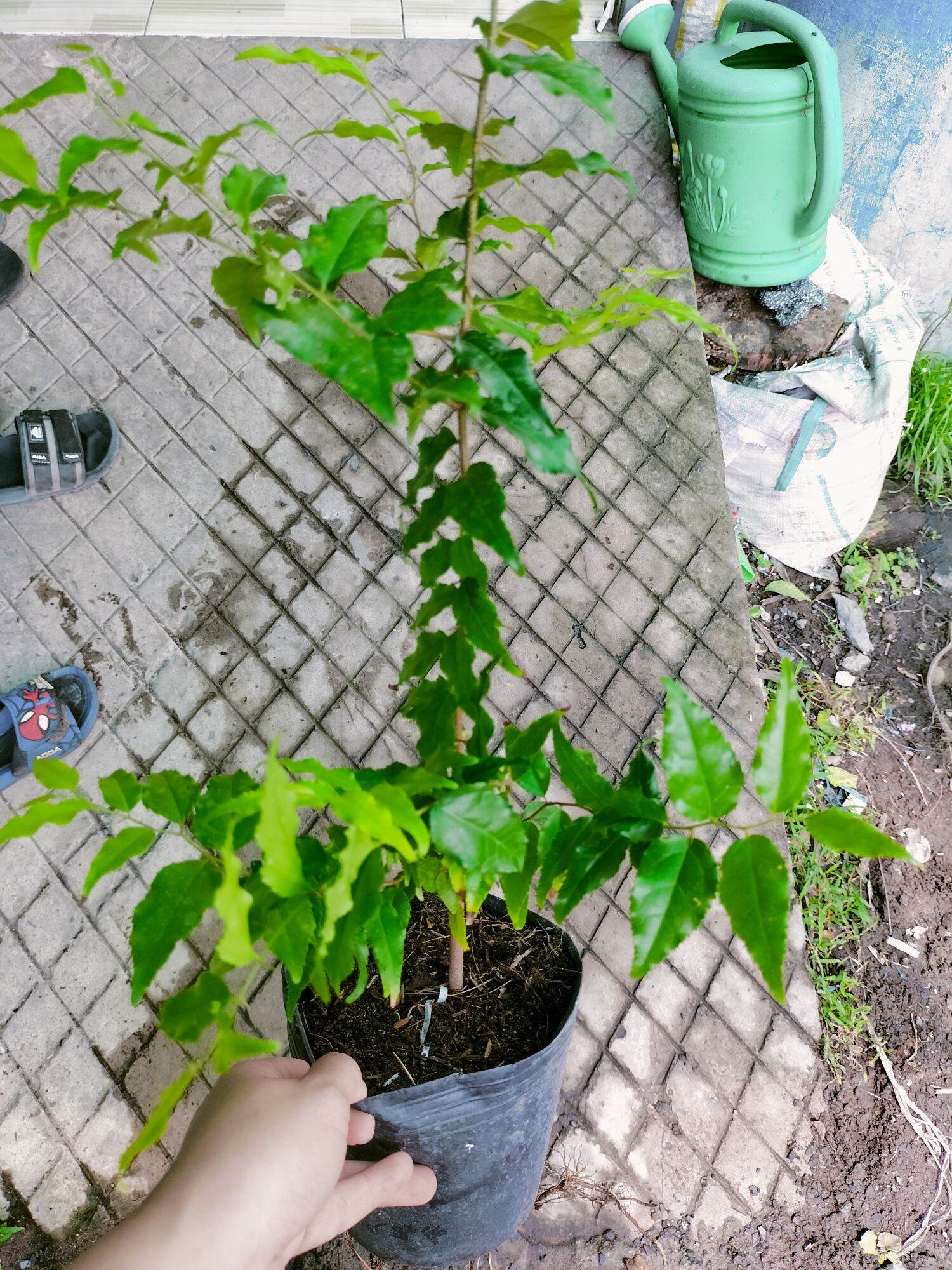 cây hồng quân combo 2 cây