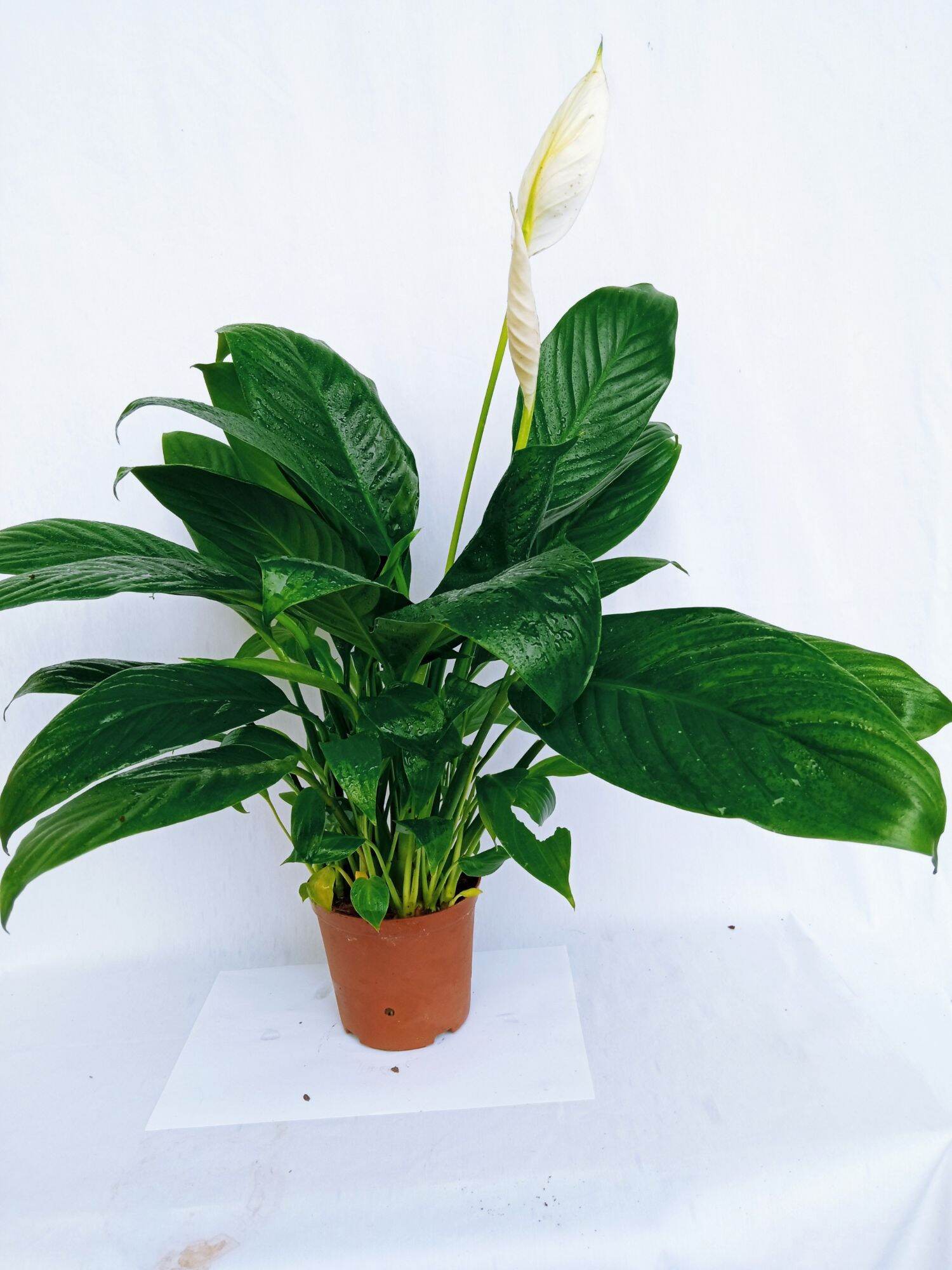 Cây Lan ý chậu để bàn nhiều thân cao hơn 30cm