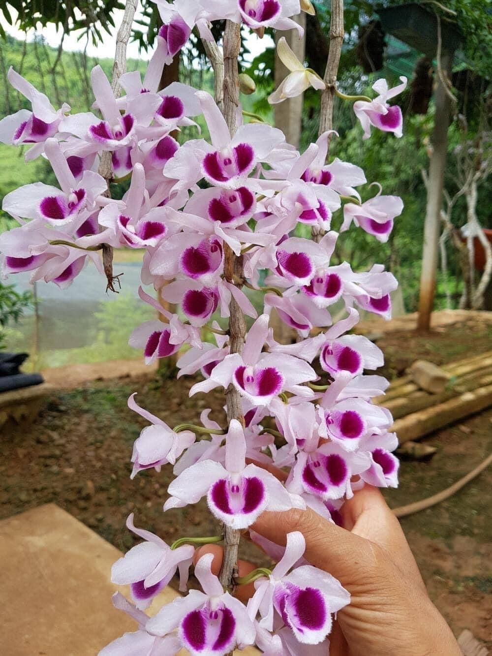 Hoa Lan phi điệp (1 bó 10 thân đủ màu)