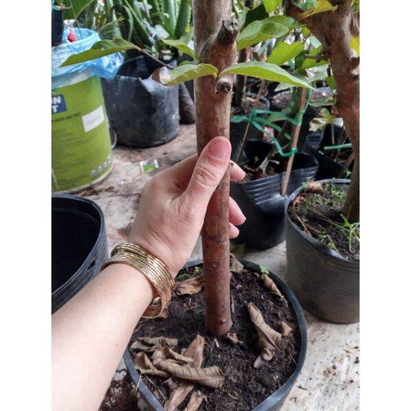 Chậu cây Ổi Lê gốc to