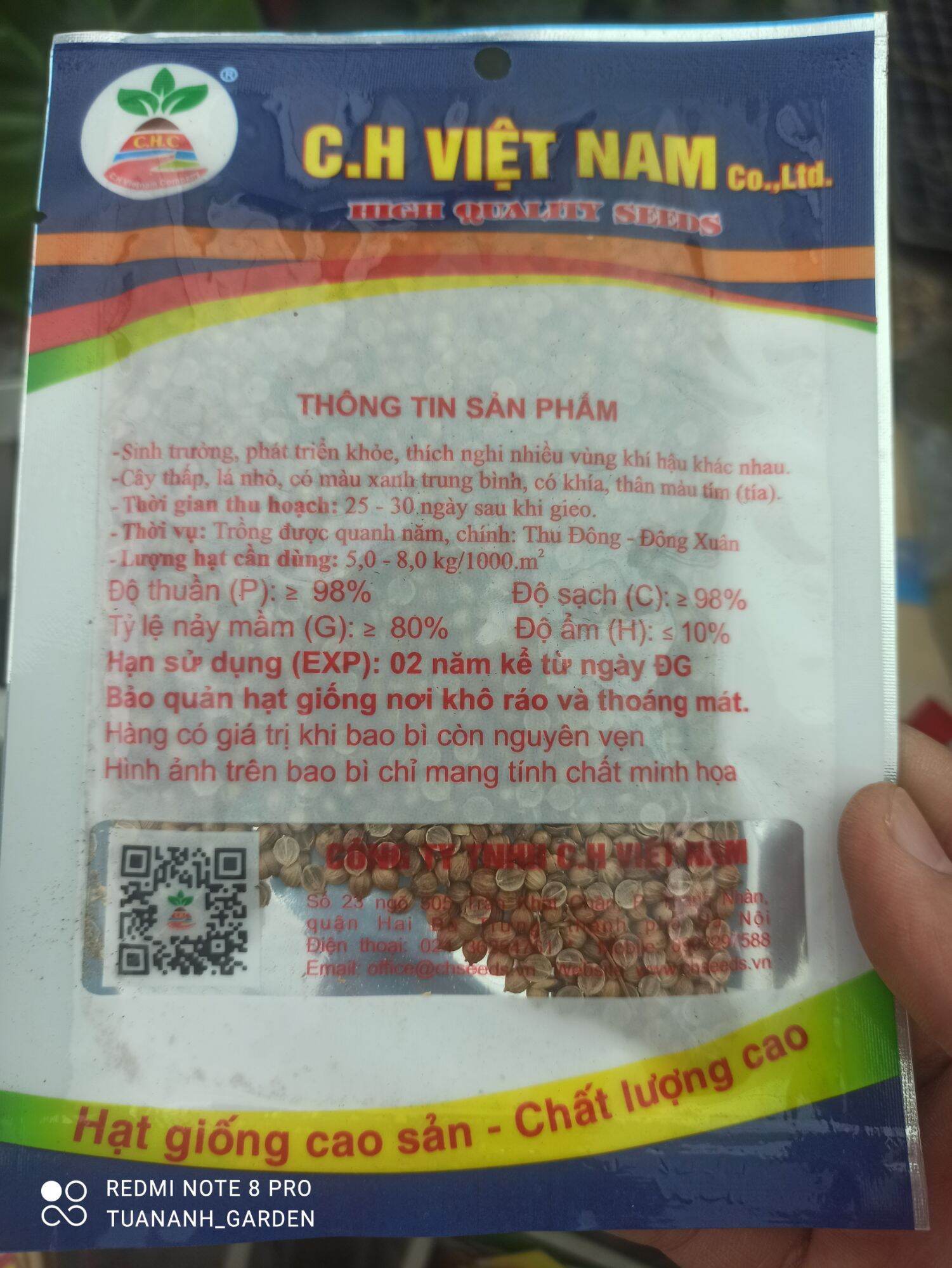 hạt giống rau mùi ta