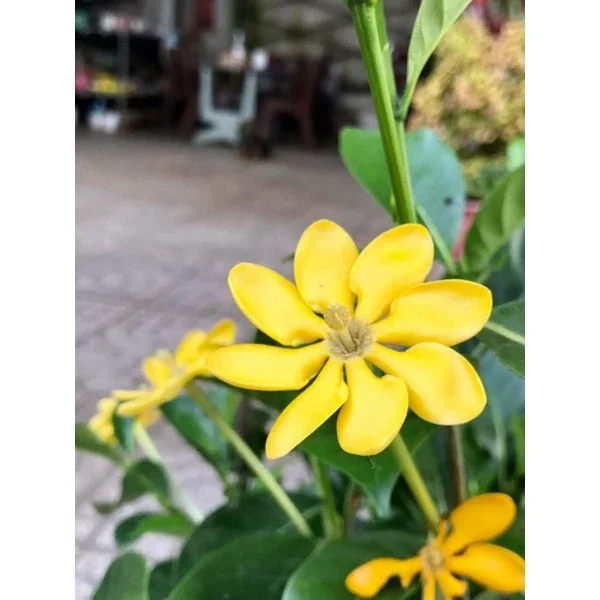 cây lài hoàng gia thơm