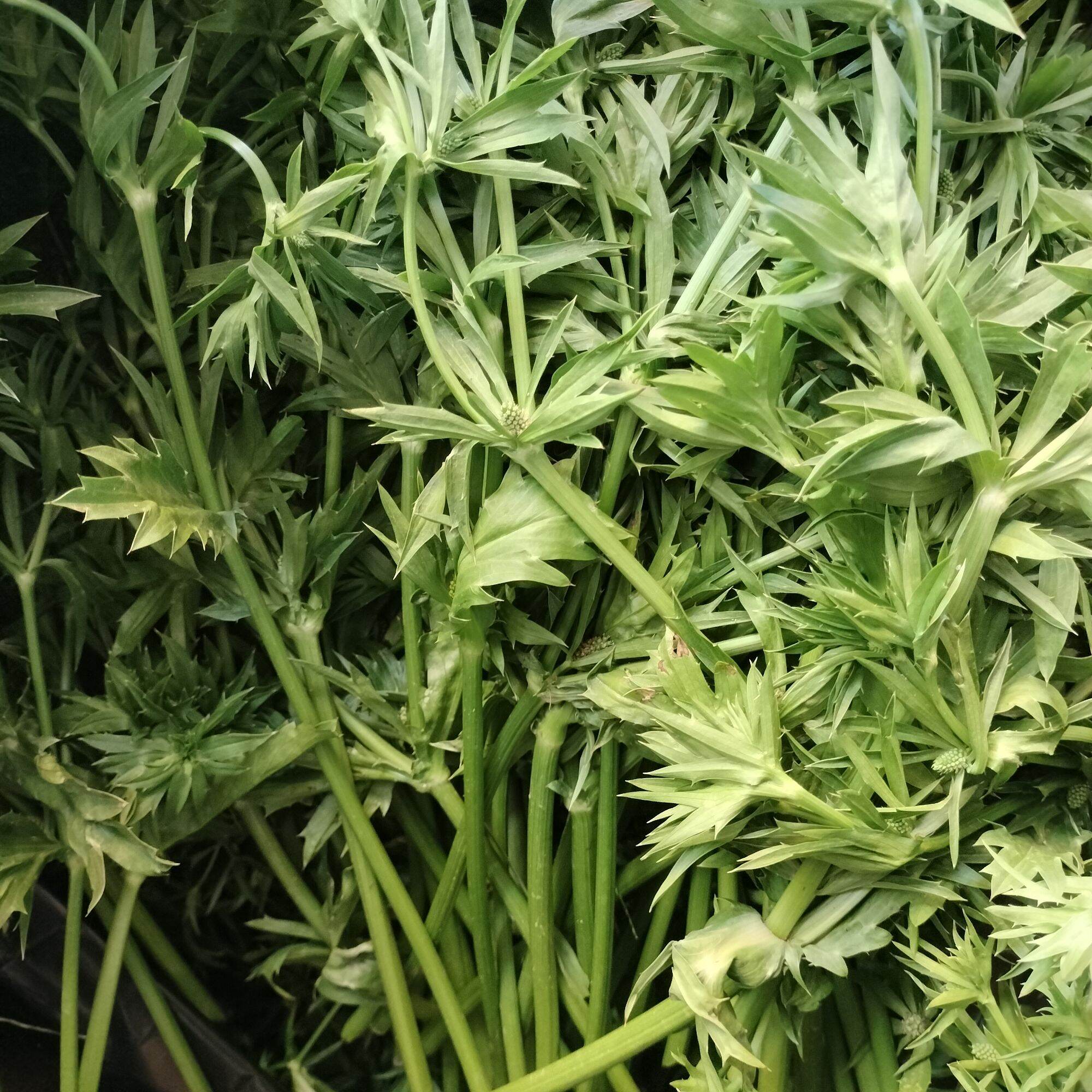 Bông ngò gai _ mùi tàu 1kg