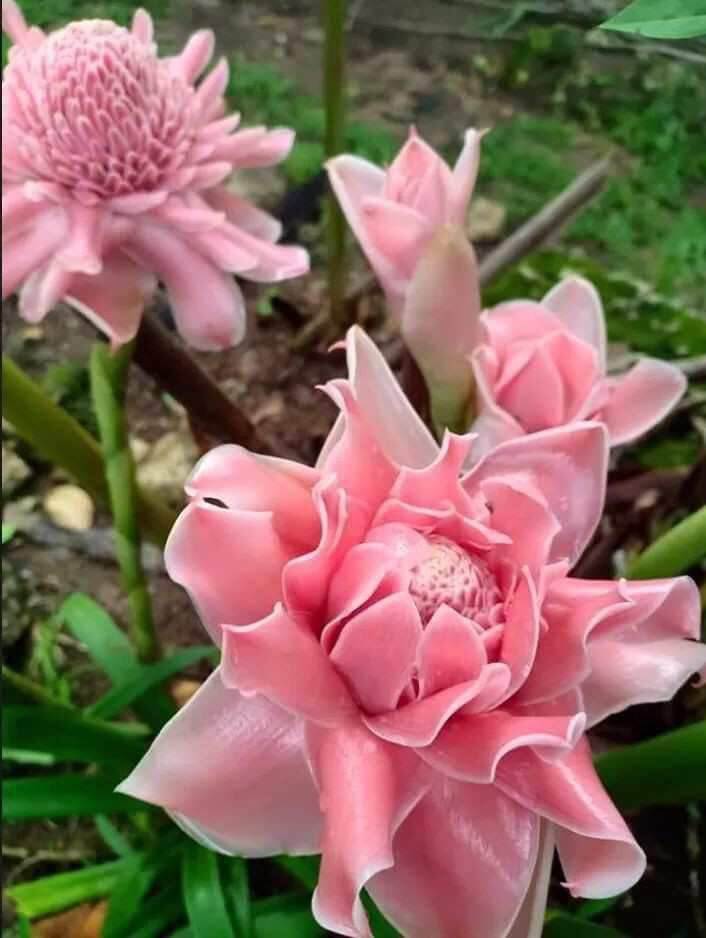 Sen đa lộc- 8 màu- củ giống