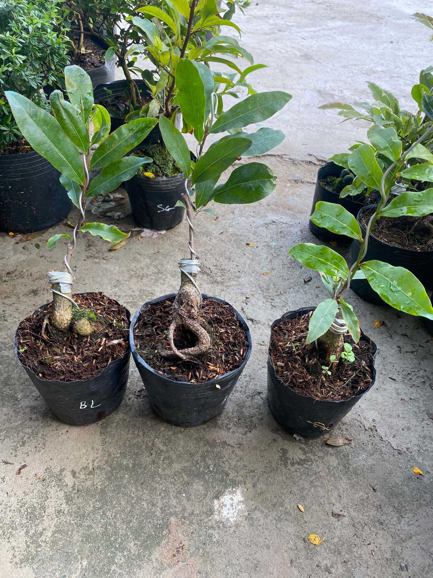 Cây Mai vàng ghép siêu bông bình lợi ( gốc đẹp cao 40cm )