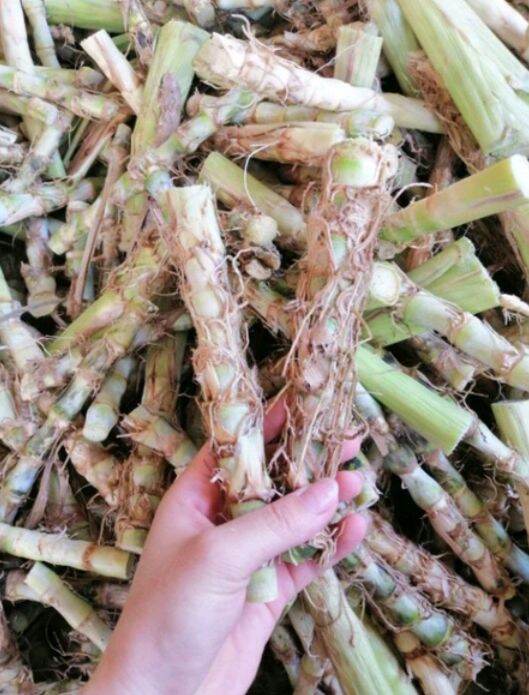 20k/ 1kg Hom giống cỏ voi lùn-cỏ sữa Đài Loan