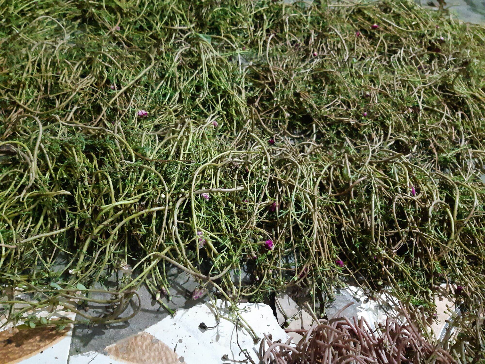 1kg hoa 10 giờ mick màu(hàng chuẩn đẹp cây khỏe)