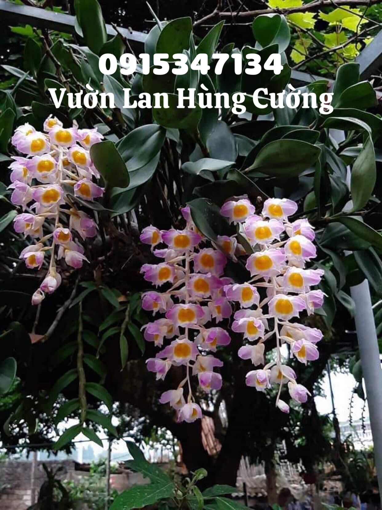 Phân bón trung lượng Super Canxi Nitrat(chuyên dùng cho phong lan, cây cảnh)