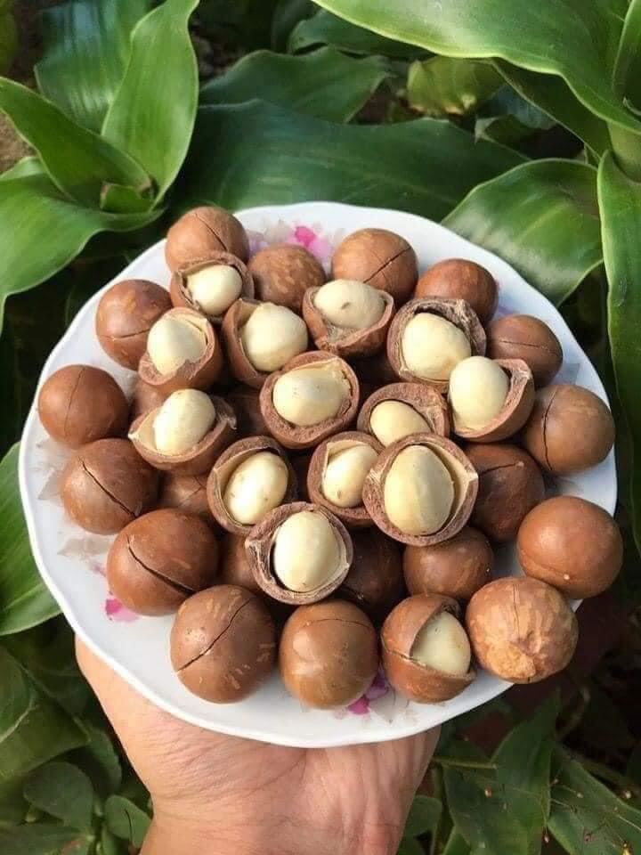 Hạt MACCA Mắc ca Lai Châu sấy lạnh size lớn  500g, 250g