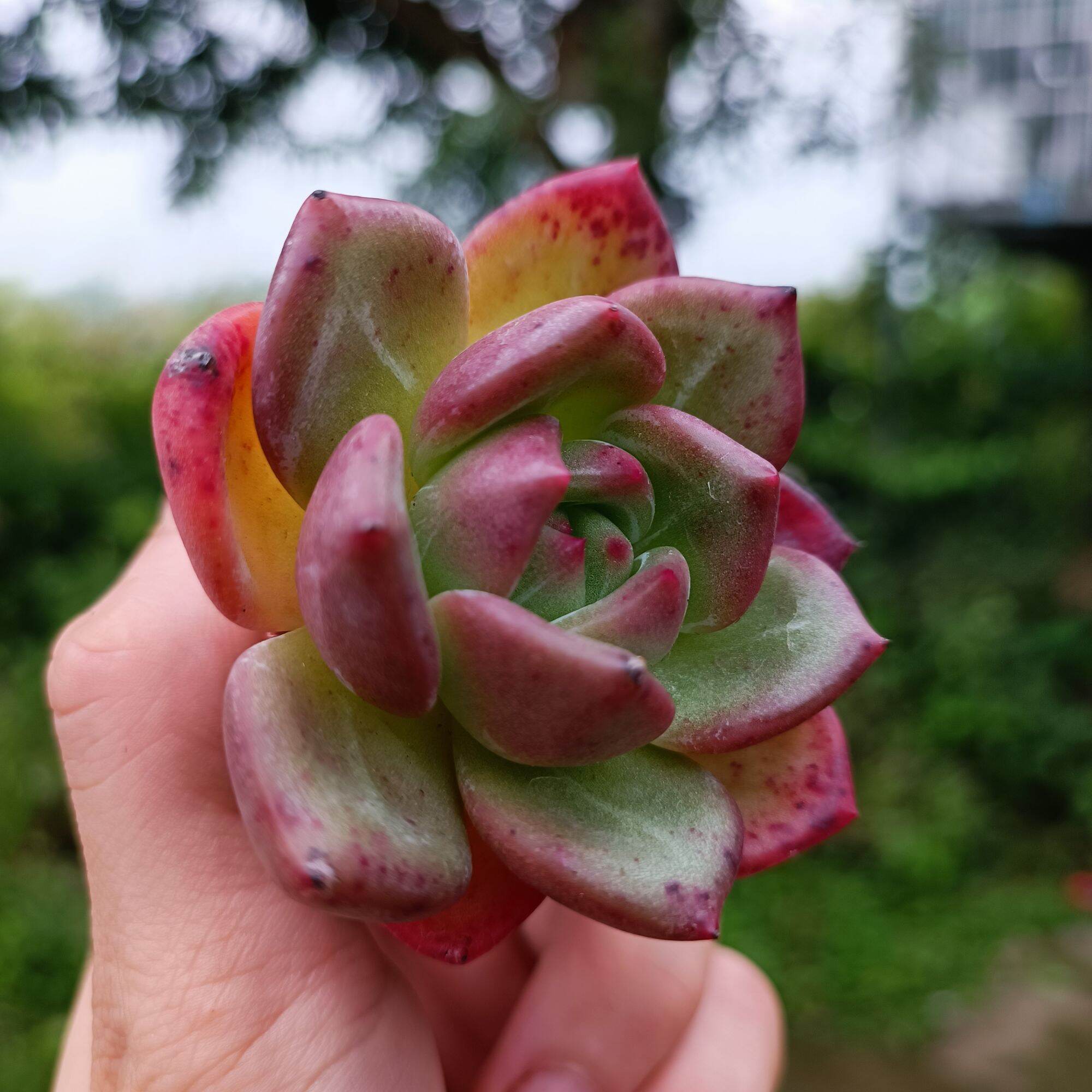 Sale 50%-Sen Đá Pha Lê Đỏ Tròn mới lạ.